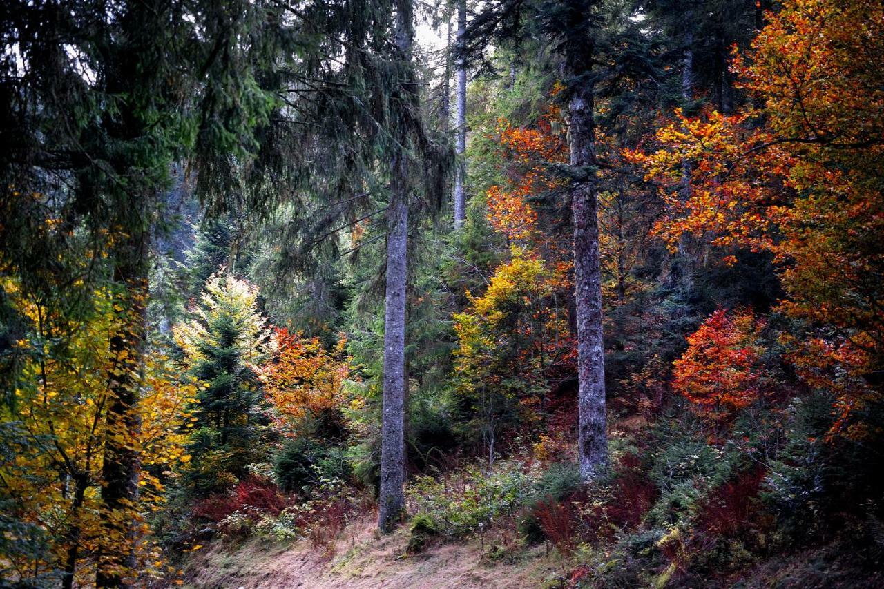 C4 Albmatte-Fewo Sauna, Hallenbad Aussenbecken Massagen Nebenan Менценшванд Экстерьер фото